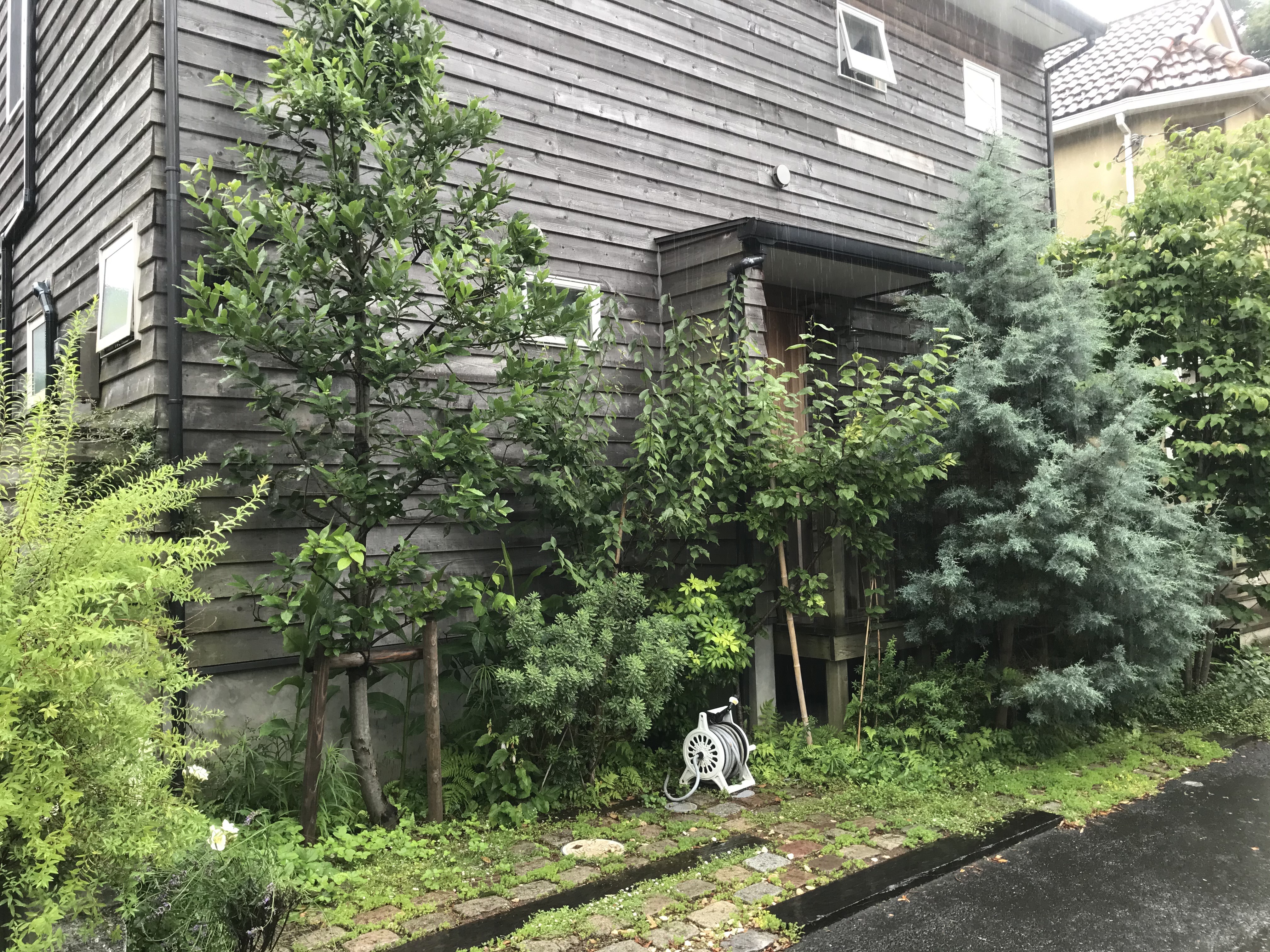 北鎌倉　そろそろ樹木の手入れですね