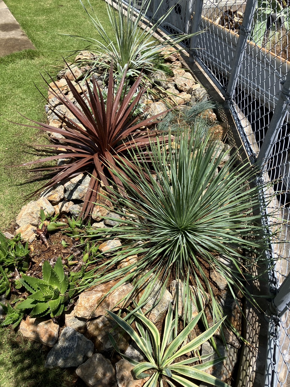 夏に似合う植栽となりました